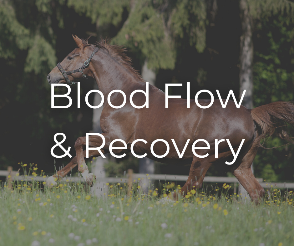 Blood Flow & Recovery
